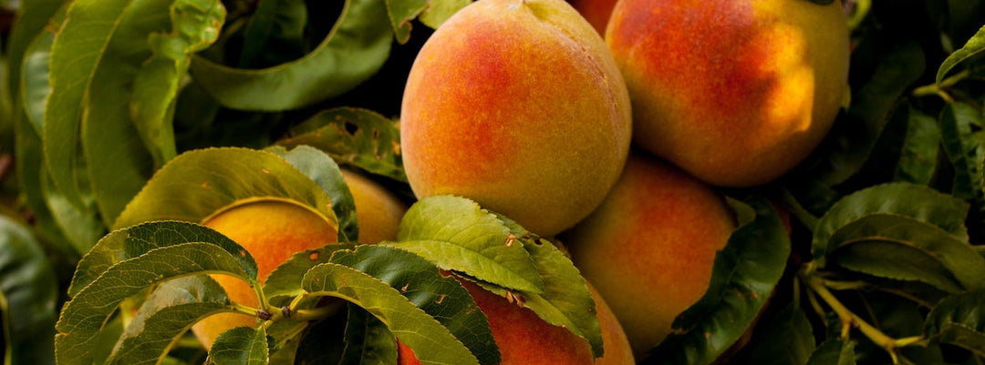 Vitamina C per dare una mano al tuo sistema immunitario